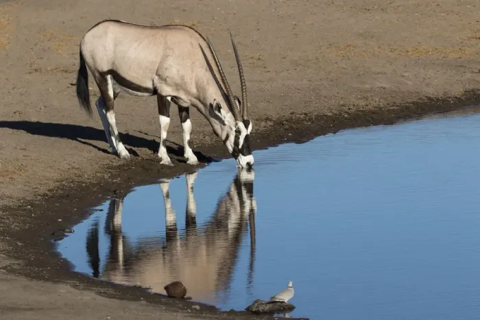 Framed Print : Oryx reflection in waterhole, Etosha National Park