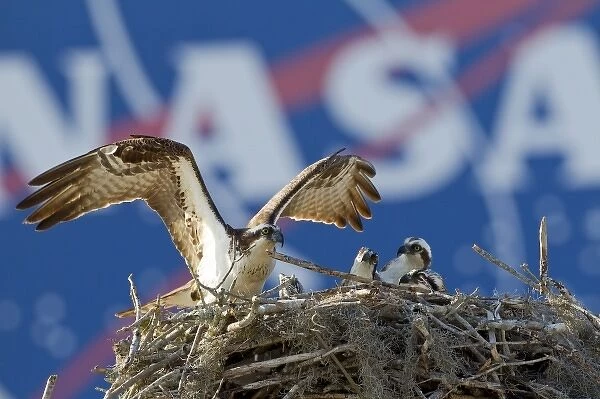 Osprey adult landing in nest by the Vehicle Assembly Building, (VAB) at Cape Canaveral