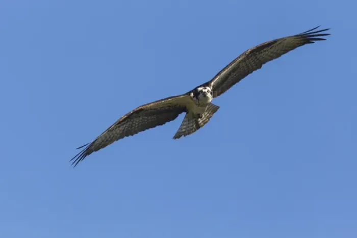 Framed Print : Osprey in flight near Rollins, Montana, USA