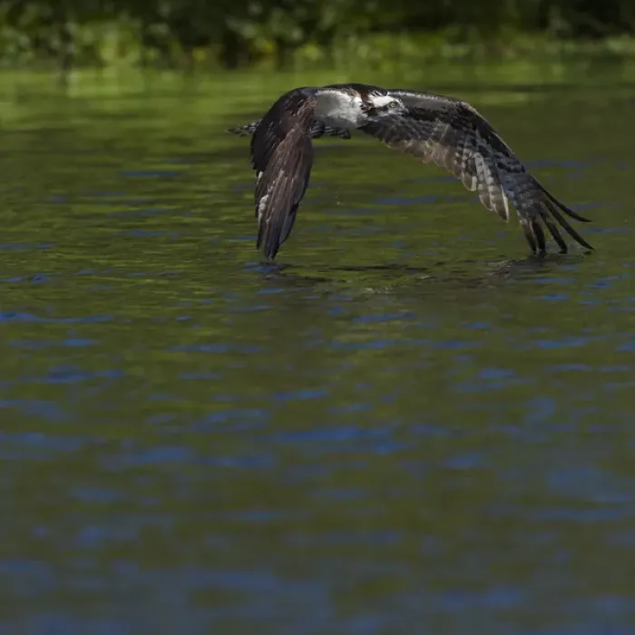 Framed Print : Osprey in-flight, Pandion haliaetus, Lake Woodruff NWR, Florida