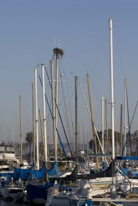 Framed Print : Osprey nest built at the top of ships mast in San Diego harbor
