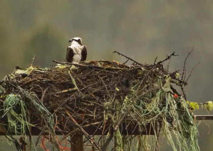 Framed Print : Osprey at nest site during rain near Rollins, Montana, USA Framed Print : Osprey at nest site during rain near Rollins, Montana, USA