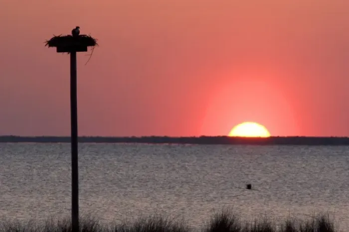 Framed Print : Osprey nesting at sunset on Abelmarle Sound at Kitty Hawk, North Carolina Framed Print : Osprey nesting at sunset on Abelmarle Sound at Kitty Hawk, North Carolina