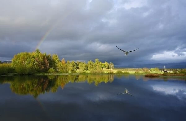 Osprey (Pandeon heliatus) fishing over lake in Scotland with Rainbow. UK. (Not available