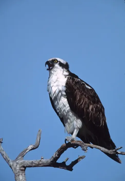 Framed Print : Osprey (Pandion haliaetus)