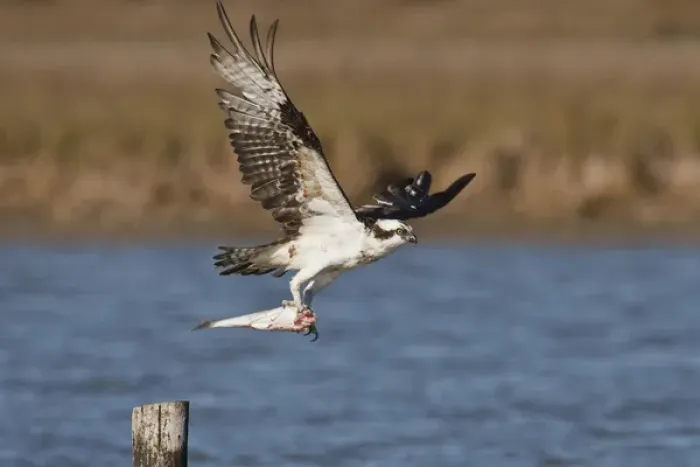 Framed Print : Osprey (Pandion haliaetus) in flght with fish, Texas Framed Print : Osprey (Pandion haliaetus) in flght with fish, Texas