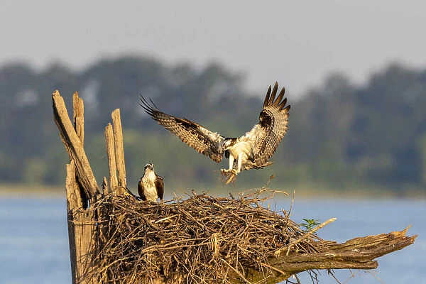 Osprey (Pandion haliaetus) landing at nest Rend Lake Jefferson County, Illinois