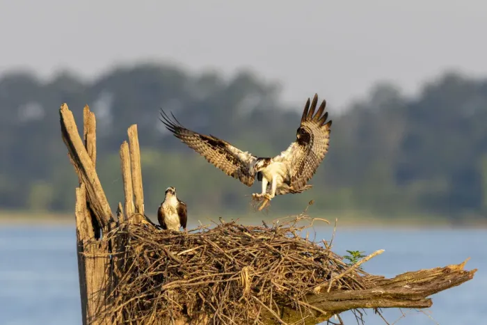 Framed Print : Osprey (Pandion haliaetus) landing at nest Rend Lake Jefferson County, Illinois Framed Print : Osprey (Pandion haliaetus) landing at nest Rend Lake Jefferson County, Illinois