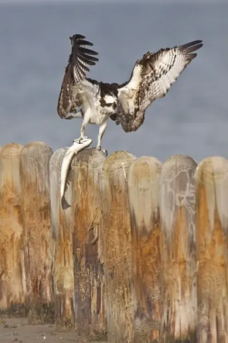 Framed Print : Osprey (Pandion haliaetus) on piling with menhaden caught in the Laguna Madre, South Padre Island Framed Print : Osprey (Pandion haliaetus) on piling with menhaden caught in the Laguna Madre, South Padre Island