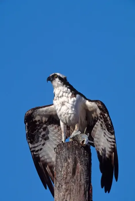 Framed Print : Osprey (Pandion haliaetus) on post with fish Framed Print : Osprey (Pandion haliaetus) on post with fish