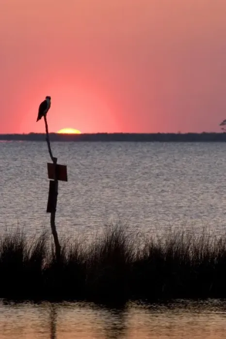 Framed Print : Osprey perched at sunset on Abelmarle Sound at Kitty Hawk, North Carolina Framed Print : Osprey perched at sunset on Abelmarle Sound at Kitty Hawk, North Carolina