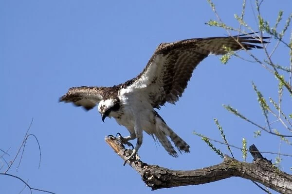 Osprey sits on perch at Santee Lakes in San Diego CA