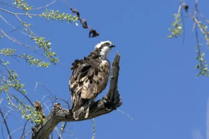 Framed Print : Osprey sits on perch at Santee Lakes in San Diego CA