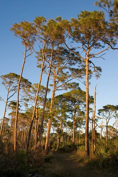 The Osprey Trail in the long-leaf pine forest at Honeymoon Island State Park in Dunedin