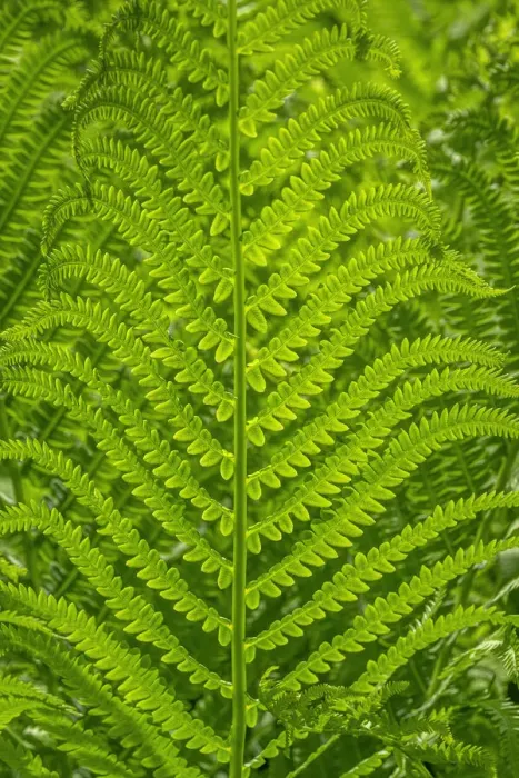 Framed Print : Ostrich fern