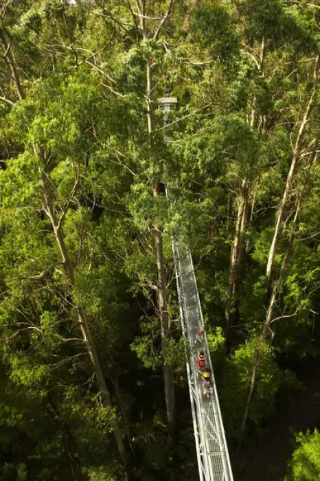 Framed Print : Otway Fly Tree Top Walk, Otway Ranges, Victoria, Australia