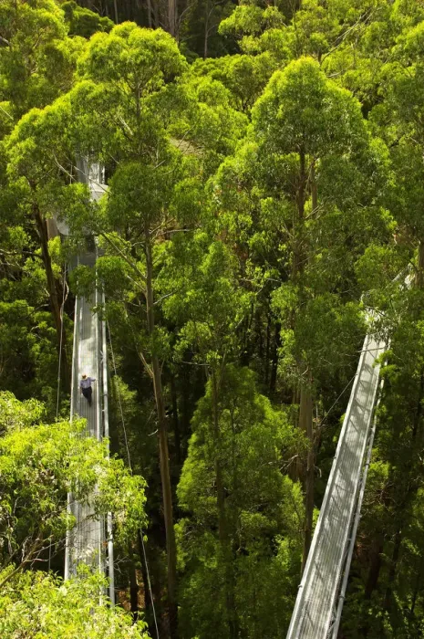 Framed Print : Otway Fly Tree Top Walk, Otway Ranges, Victoria, Australia Framed Print : Otway Fly Tree Top Walk, Otway Ranges, Victoria, Australia