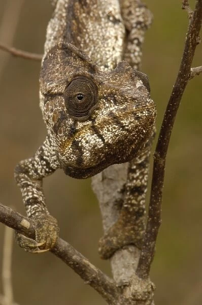 Oustaleti chameleon (Furcifer oustaleti) Loky-Manambato - Daraina. Northern MADAGASCAR