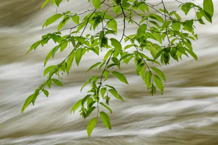 Framed Print : Overhanging maple tree branches in spring, Middle Prong, Great Smoky Mountains National Park