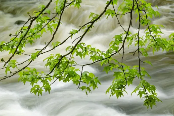 Framed Print : Overhanging maple tree branches in spring, Middle Prong, Great Smoky Mountains National Park
