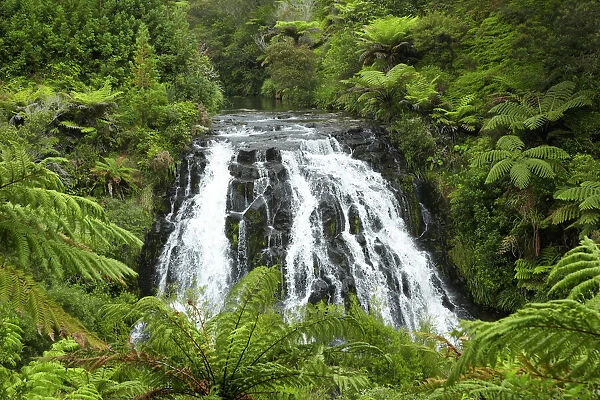 Owharoa Falls, Karangahake Gorge, near Paeroa, Waikato, North Island, New Zealand