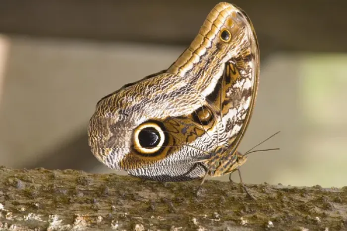 Framed Print : OWl Butterfly, Butterfly Aviary, Agua Caliente, Sacred Valley, Province of Urubamba Framed Print : OWl Butterfly, Butterfly Aviary, Agua Caliente, Sacred Valley, Province of Urubamba