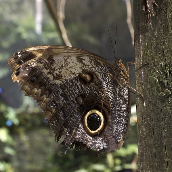 Owl-eye butterfly (Caligo), Green Hills Butterfly Farm, Belize