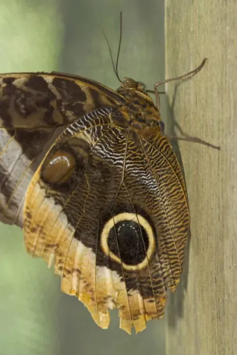 Framed Print : Owl-eye butterfly (Caligo), Green Hills Butterfly Farm, Belize
