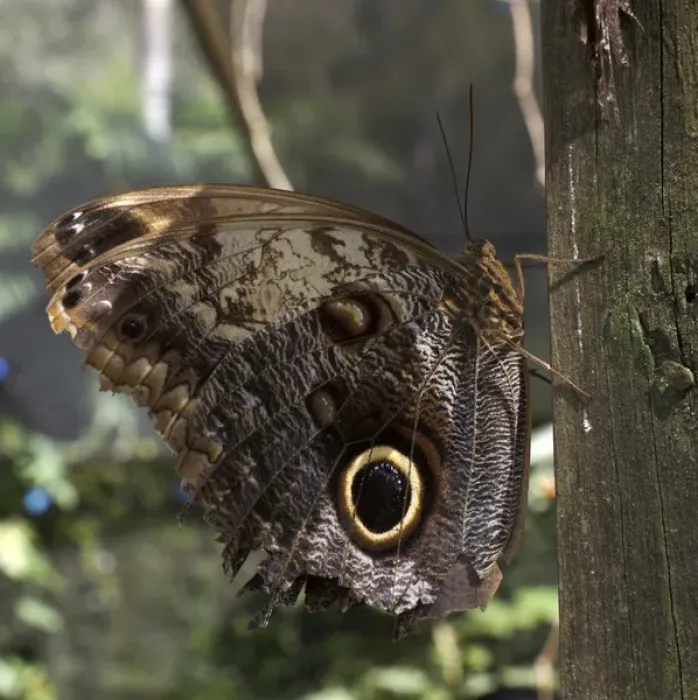 Framed Print : Owl-eye butterfly (Caligo), Green Hills Butterfly Farm, Belize