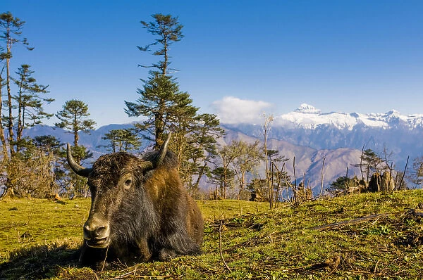 Ox in front of mountain landscape, Pele La Pass, Bhutan