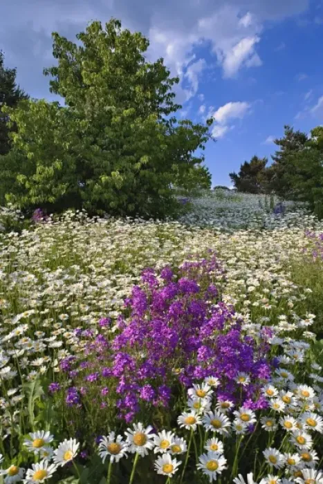 Framed Print : Oxeye daisies (Chrysanthemum leucanthemum) and Dame es Rocket phlox (Hesperis Framed Print : Oxeye daisies (Chrysanthemum leucanthemum) and Dame es Rocket phlox (Hesperis