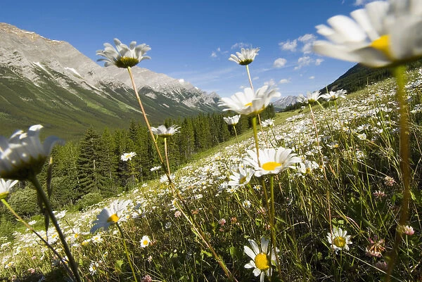 Oxeye daisies, Leucanthemum vulgare, Kananaskis Range, Peter Lougheed Provincial Park