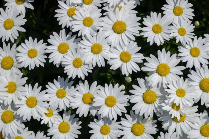 Framed Print : Oxeye Daisy