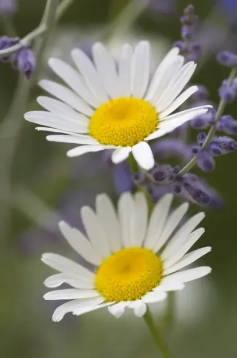 Framed Print : Oxeye Daisy (Chrysanthemum leucanthemum) Sunflower Family (Asteraceae) and lavendar Framed Print : Oxeye Daisy (Chrysanthemum leucanthemum) Sunflower Family (Asteraceae) and lavendar
