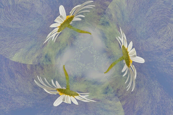 Oxeye Daisy composited with textured background