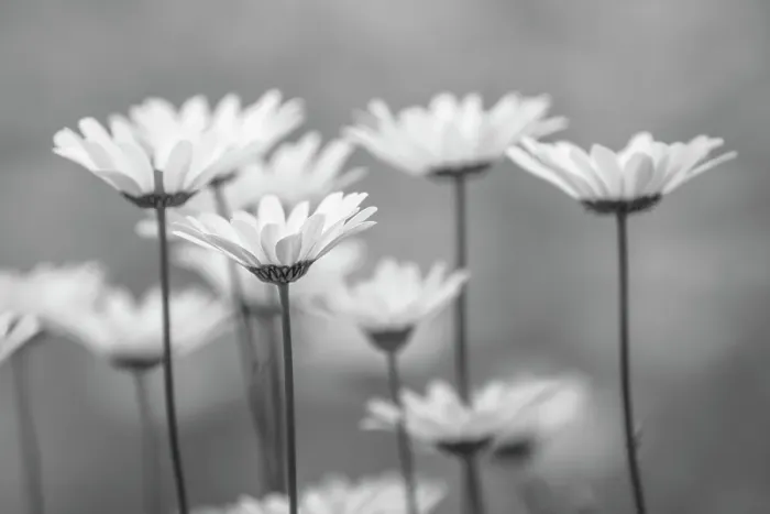 Framed Print : Oxeye daisy flowers, Lake Clark National Park and Preserve, Alaska Framed Print : Oxeye daisy flowers, Lake Clark National Park and Preserve, Alaska