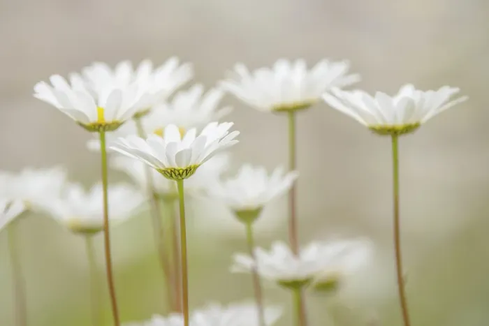 Framed Print : Oxeye daisy flowers, Lake Clark National Park and Preserve, Alaska Framed Print : Oxeye daisy flowers, Lake Clark National Park and Preserve, Alaska
