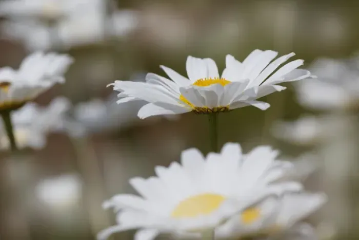Framed Print : Oxeye Daisy, Leucanthemum vulgare, Louisville, Kentucky