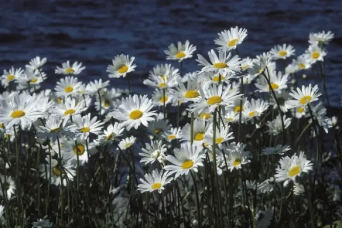 Framed Print : oxeye daisy, Leucanthemum vulgare, in bloom along Lake Washington, Seattle, Washington Framed Print : oxeye daisy, Leucanthemum vulgare, in bloom along Lake Washington, Seattle, Washington