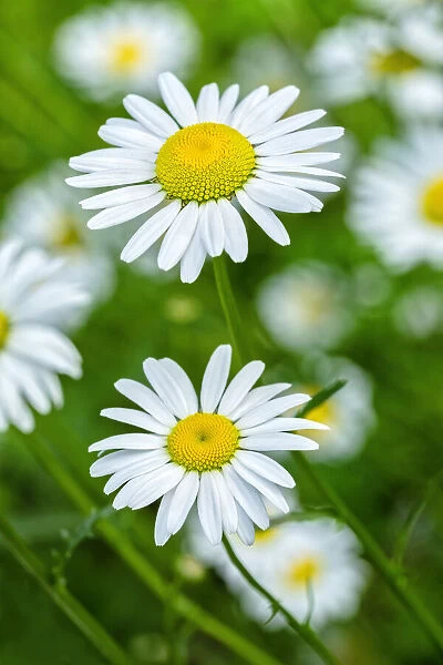 Oxeye daisy, USA