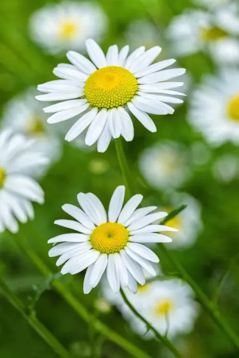 Framed Print : Oxeye daisy, USA Framed Print : Oxeye daisy, USA