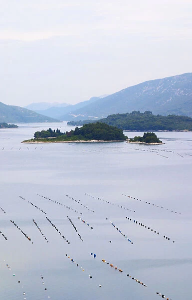 Oyster and shellfish shell fish farm beds in the Kanal Malog Stona straight by the