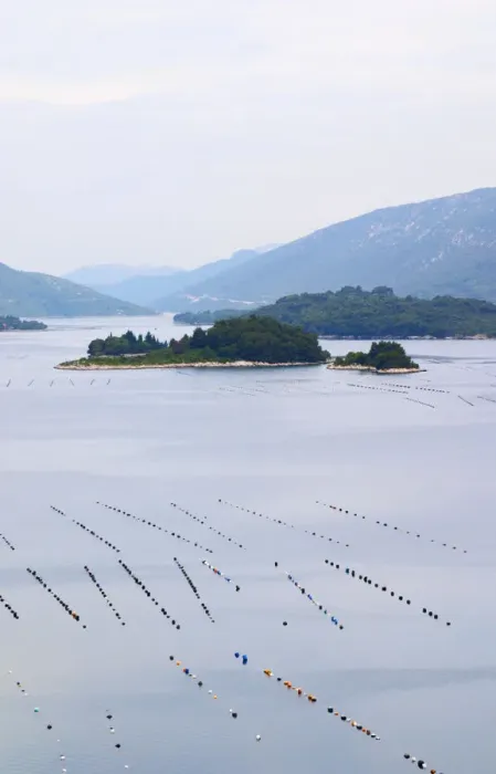 Framed Print : Oyster and shellfish shell fish farm beds in the Kanal Malog Stona straight by Framed Print : Oyster and shellfish shell fish farm beds in the Kanal Malog Stona straight by
