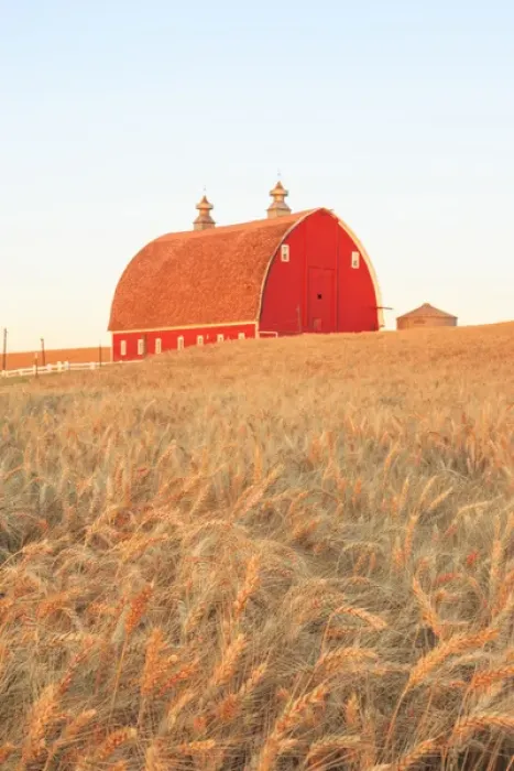 Framed Print : P. R. Barn, Summer Wheatfields near Sprague, Eastern Washington State, Palouse Area, USA