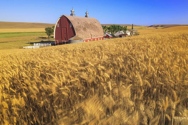 P. R. Barn, Summer Wheatfields near Sprague, Eastern Washington State, Palouse Area, USA