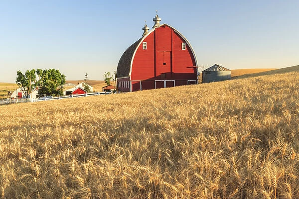 P. R. Barn, Summer Wheatfields near Sprague, Eastern Washington State, Palouse Area, USA
