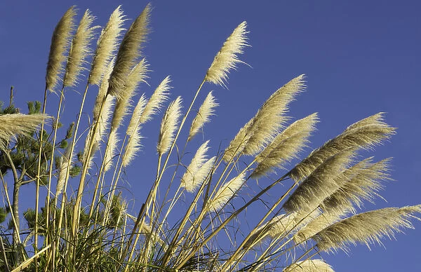 Pacific Coast Highway #1 California tan Pampas Grass near highway into the blue sky
