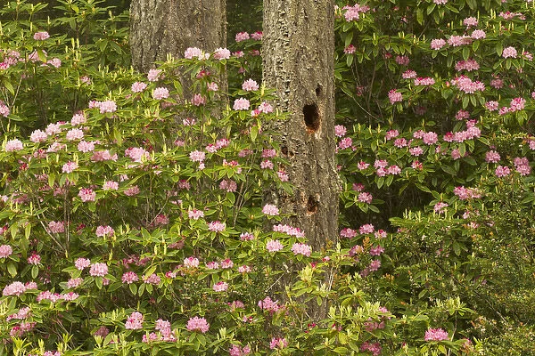 Pacific coast rhododendron, Rhodoendron macrophyllum, Florence, Oregon