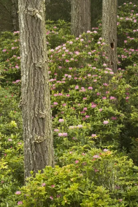 Framed Print : Pacific coast rhododendron, Rhodoendron macrophyllum, Florence, Oregon Framed Print : Pacific coast rhododendron, Rhodoendron macrophyllum, Florence, Oregon