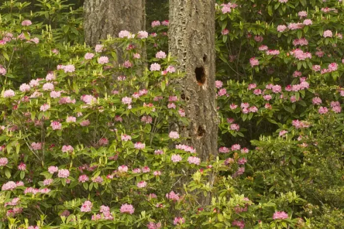 Framed Print : Pacific coast rhododendron, Rhodoendron macrophyllum, Florence, Oregon